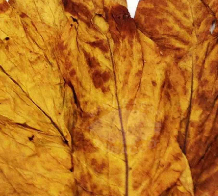 Close-up view of a Tobacco Red Leaf