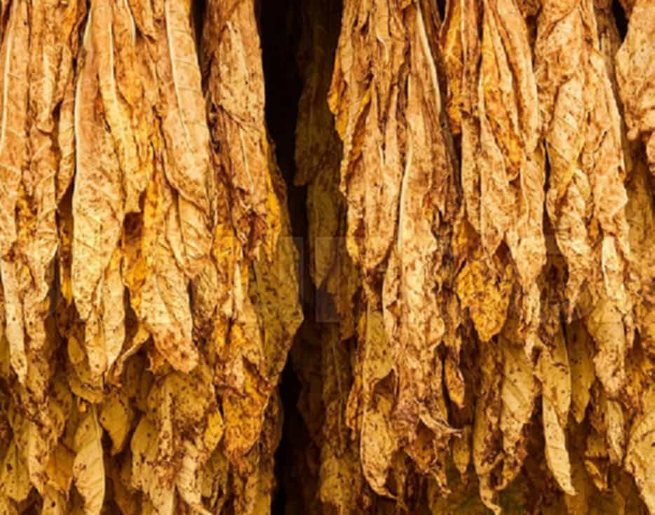 Burley tobacco leaves hanging in a traditional curing barn