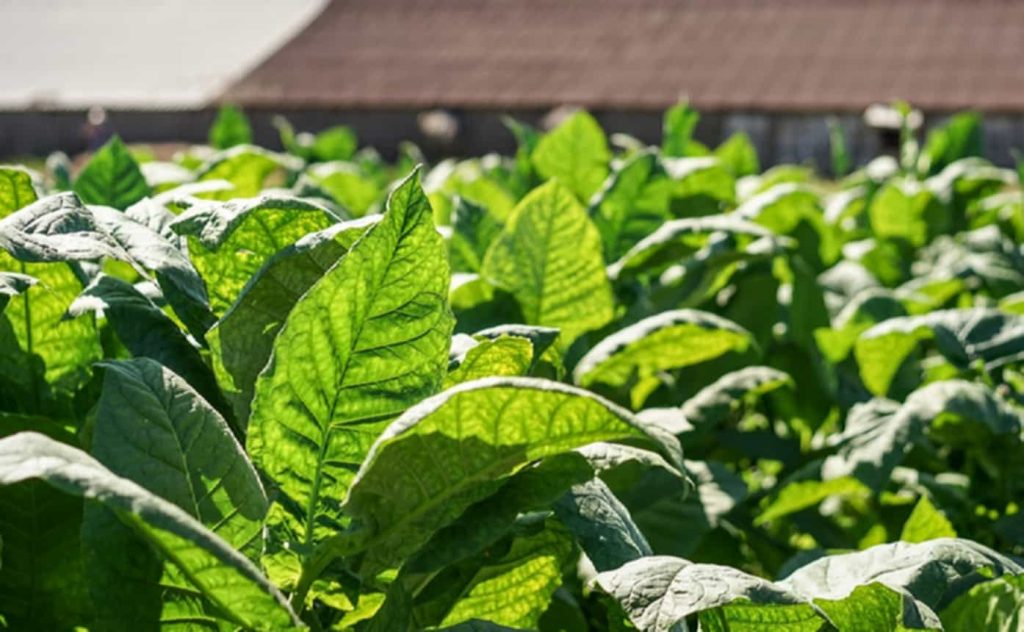 Close-up of tobacco leaves in a Kentucky field